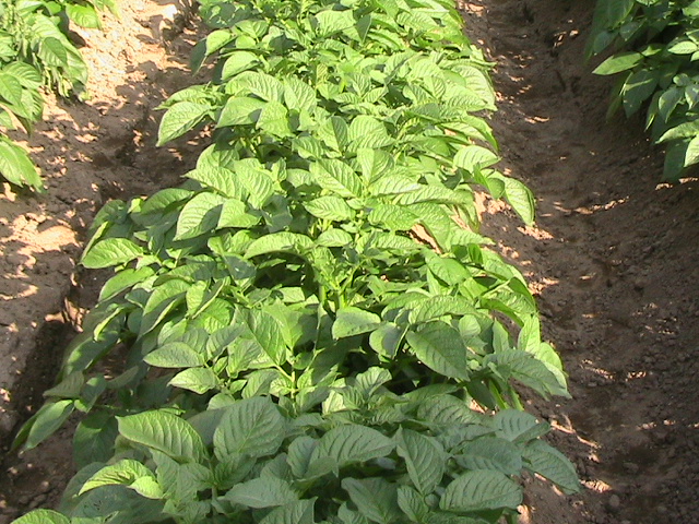 ���Ⴊ����